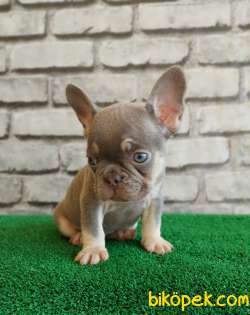 FRENCH BULLDOG Lİ̇LAK TAN Dİ̇Şİ̇ VE ERKEK YAVRULARIMIZ 5