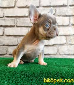 FRENCH BULLDOG Lİ̇LAK TAN Dİ̇Şİ̇ VE ERKEK YAVRULARIMIZ 1