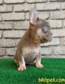 FRENCH BULLDOG Lİ̇LAK TAN Dİ̇Şİ̇ VE ERKEK YAVRULARIMIZ 2