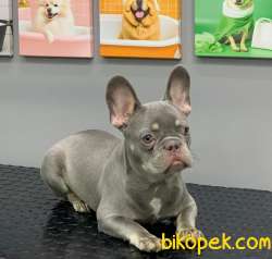 FRENCH BULLDOG LİLAK TAN ERKEK YAVRUMUZ