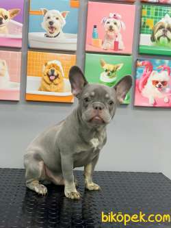 FRENCH BULLDOG LİLAK TAN ERKEK YAVRUMUZ 3