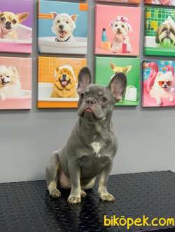 FRENCH BULLDOG LİLAK TAN ERKEK YAVRUMUZ 2