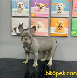 FRENCH BULLDOG LİLAK TAN ERKEK YAVRUMUZ 4