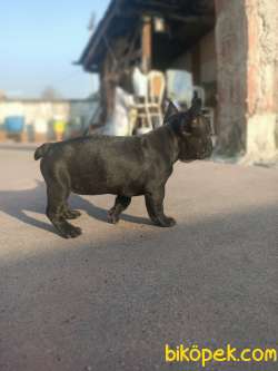 French Bulldog Yavru (Standart Siyah) 2