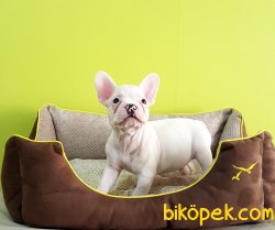 French Bulldog  Yavrular 2