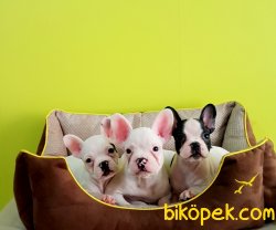 French Bulldog  Yavrular 4