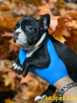 FRENCH BULLDOG YAVRULAR 3