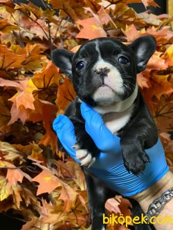 FRENCH BULLDOG YAVRULAR 2