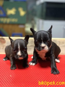 FRENCH BULLDOG YAVRULAR 1