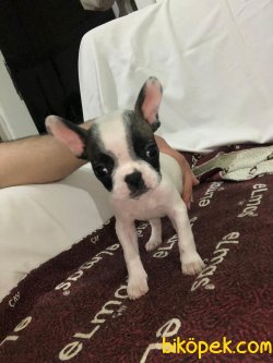 FRENCH BULLDOG YAVRULAR 1