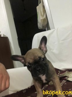 FRENCH BULLDOG YAVRULAR 3