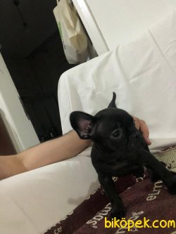 FRENCH BULLDOG YAVRULAR 2
