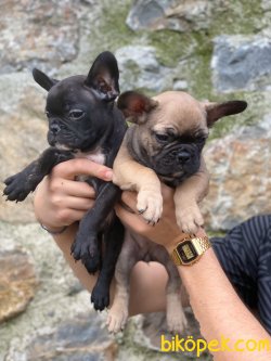 FRENCH BULLDOG YAVRULAR 2