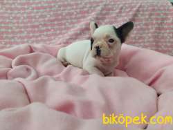 FRENCH BULLDOG YAVRULAR 2