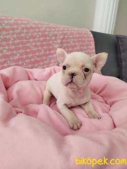 FRENCH BULLDOG YAVRULAR 3