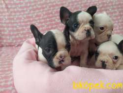 FRENCH BULLDOG YAVRULAR 2