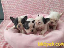 FRENCH BULLDOG YAVRULAR 4