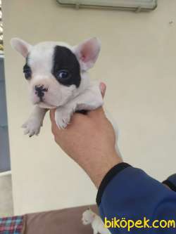 FRENCH BULLDOG YAVRULAR 1
