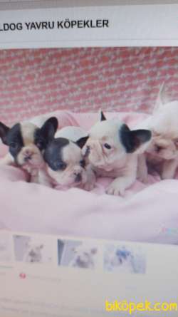 FRENCH BULLDOG YAVRULAR 1