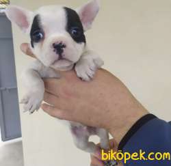 FRENCH BULLDOG YAVRULAR 4