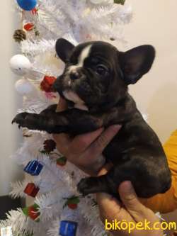 FRENCH BULLDOG YAVRULAR 5