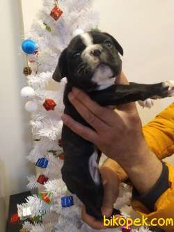 FRENCH BULLDOG YAVRULAR 4