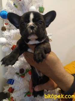 FRENCH BULLDOG YAVRULAR 3