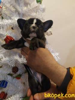 FRENCH BULLDOG YAVRULAR 1