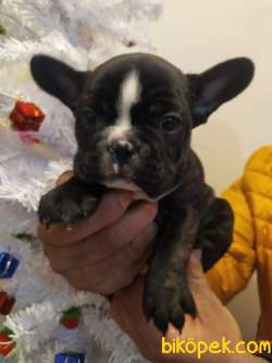 FRENCH BULLDOG YAVRULAR 5