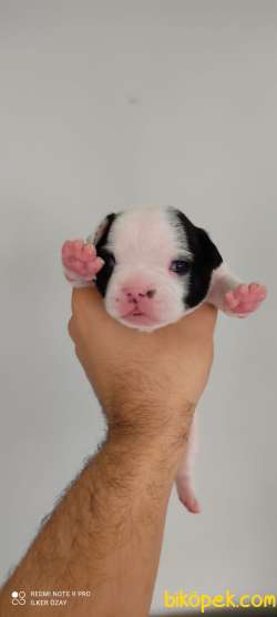 FRENCH BULLDOG YAVRULAR 2