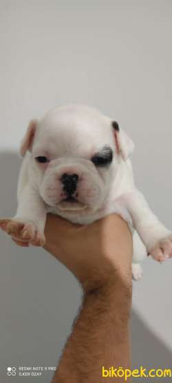 FRENCH BULLDOG YAVRULAR 4
