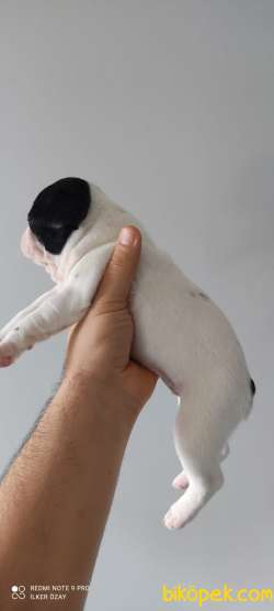 FRENCH BULLDOG YAVRULAR 3