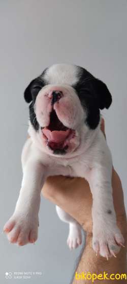 FRENCH BULLDOG YAVRULAR 5
