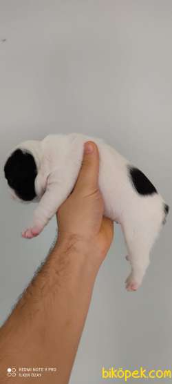 FRENCH BULLDOG YAVRULAR 4