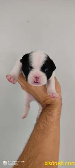 FRENCH BULLDOG YAVRULAR 1