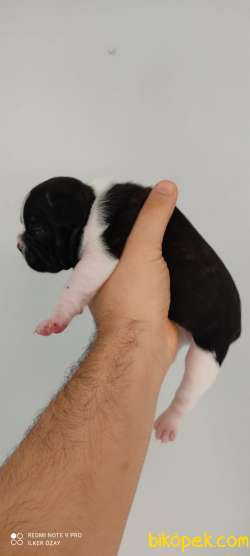 FRENCH BULLDOG YAVRULAR 3
