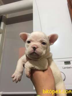 FRENCH BULLDOG YAVRULAR 4