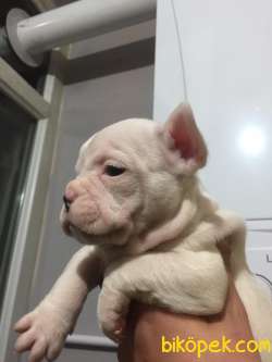 FRENCH BULLDOG YAVRULAR 3