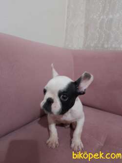 French Bulldog Yavrular 1