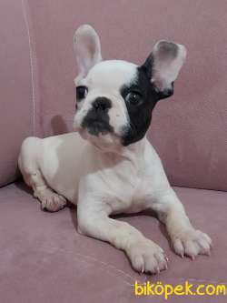 French Bulldog Yavrular 2