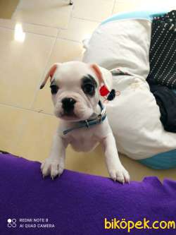 French Bulldog Yavrular 3
