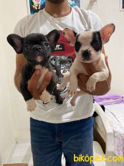 French Bulldog Yavrular 1