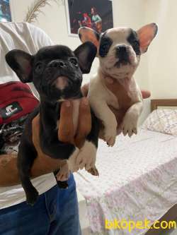 French Bulldog Yavrular 4