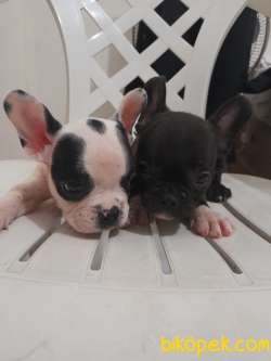 French Bulldog Yavrular 2