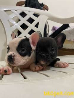 French Bulldog Yavrular 3
