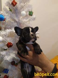 FRENCH BULLDOG YAVRULAR 3