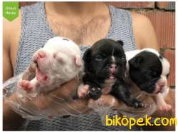 French Bulldog Yavrular 3