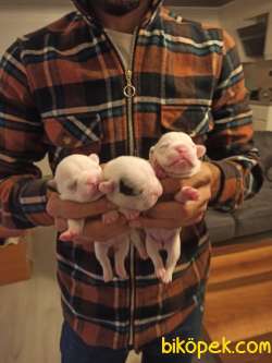 French Bulldog Yavrular 2