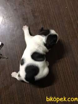 French Bulldog Yavrular 2