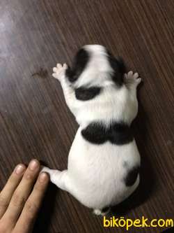 French Bulldog Yavrular 5